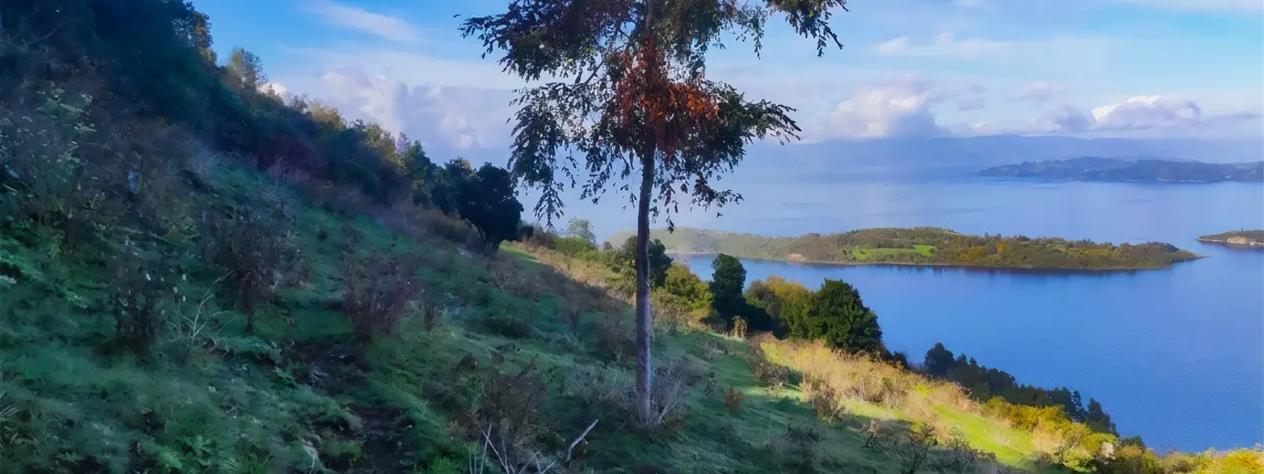 Neya launches new 170-hectare reforestation project in Chile