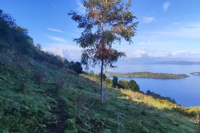 plant with lake behind